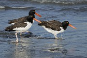 American Oyster Catchers in the surf. Photograph by Bradford Martin American Oyster Catchers in the surf. Photograph by Bradford Martin