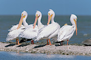 Four American White Pelicans Photograph by Yva Momatiuk and John Eastcott Four American White Pelicans Photograph by Yva Momatiuk and John Eastcott