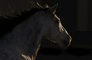 Americano 18 Photograph by Catherine Sobredo