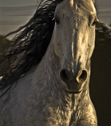 Americano 3 Photograph by Catherine Sobredo