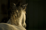 Americano 7 Photograph by Catherine Sobredo