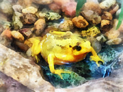 Amphibian - Panamanian Golden Frog Photograph by Susan Savad Amphibian - Panamanian Golden Frog Photograph by Susan Savad