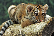 Amur Tiger Twin Photograph by Theo O Connor