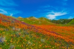 An Ocean of Orange  Photograph by Lynn Bauer
