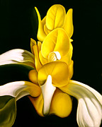 Angel Flower Painting by Elizabeth Adkins