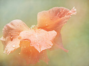 Angel Wings Photograph by Kathi Mirto