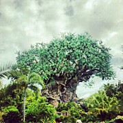 Animal Kingdom Photograph by Jill Tuinier