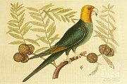 Antique Print Of Extinct Carolina Photograph by Will and Deni McIntyre Antique Print Of Extinct Carolina Photograph by Will and Deni McIntyre