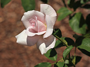 Apertif Tea Rose Photograph by Terri Mills