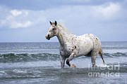Appaloosa Horse Trotting In Ocean Surf Photograph by Rolf Kopfle Appaloosa Horse Trotting In Ocean Surf Photograph by Rolf Kopfle