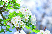 Apple Blossom Photograph by Science Photo Library