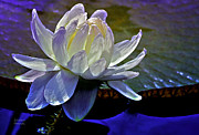 Aquatic Beauty in White Photograph by Julie Palencia