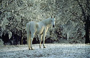 Arabian Horse In Winter Scene Photograph by Hans D Dossenbach