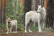 Arctic Wolf With Pup, Canis Lupus Albus Photograph by Stefan Meyers