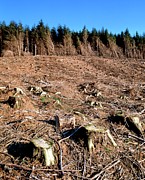 Area Of Clear-cut Conifer Forest Photograph by Science Photo Library