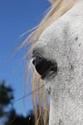 Arinya Eye Photograph by M Kathleen Warren