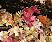 Arizona Fall Colors Photograph by Matalyn Gardner