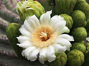 Arizona State Flower The Saguaro Blossom Photograph by Tom Janca