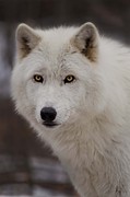 Artic Wolf Photograph by GeeLeesa Photography and FineArt