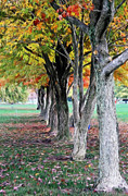 Artistic Autumn Photograph by Jackson Pearson