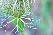 Artsy Pastal Wildflower Photograph by Gwen Gibson