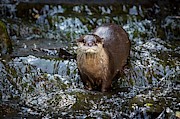 Asian Small-clawed Otter Photograph by Science Photo Library