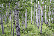 Aspen Grove Photograph by Melany Sarafis