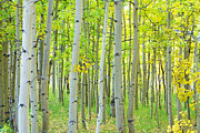 Aspen Tree Forest Autumn Time  Photograph by James BO Insogna