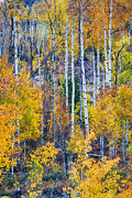 Aspen Tree Magic Cottonwood Pass Photograph by James BO Insogna Aspen Tree Magic Cottonwood Pass Photograph by James BO Insogna