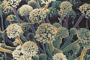 Aspergillus Fungus Photograph by Science Photo Library