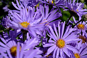 Asters after the rain Photograph by Scott Lyons Asters after the rain Photograph by Scott Lyons