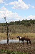 At the Watering Hole Photograph by Veronica Batterson