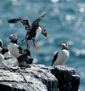 Atlantic Puffins Photograph by Science Photo Library
