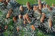 Atlas Cedar (cedrus Atlantica) Photograph by Science Photo Library