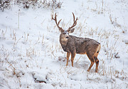 Atypical Buck Photograph by Darren White