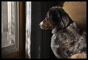 Aussie on Watch Photograph by Ron Roberts