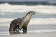 Australian Sea Lion Female Kangaroo Photograph by Gerry Ellis Australian Sea Lion Female Kangaroo Photograph by Gerry Ellis