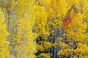 Flagstaff Fall Color #3 Photograph by Tam Ryan