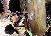 Autumn Browns Photograph by Peggy King
