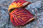 Autumn Family Tree Photograph by Lara Ellis