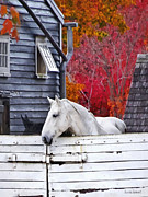Autumn Farm With White Horse Photograph by Susan Savad Autumn Farm With White Horse Photograph by Susan Savad