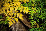 Autumn Ferns Photograph by Mary Lee Dereske