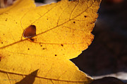 Autumn No. 3 Photograph by Todd Blanchard
