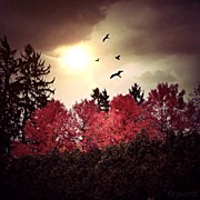 Autumn In Michigan Photograph by Natasha Marco