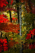 Autumn in the forest Photograph by Patrick Boening