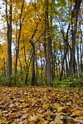 Autumn is Here Photograph by Sebastian Musial Autumn is Here Photograph by Sebastian Musial
