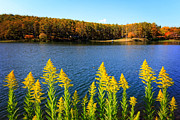 Autumn Lake with Canada Goldenrod Photograph by Beverly Claire Kaiya