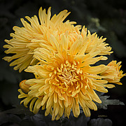 Autumn Mums Photograph by Julie Palencia