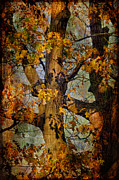 Autumn Oaks In Dance Mode Photograph by Lois Bryan