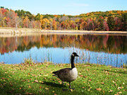 Autumn Pond Goose Photograph by Aimee L Maher ALM GALLERY Autumn Pond Goose Photograph by Aimee L Maher ALM GALLERY